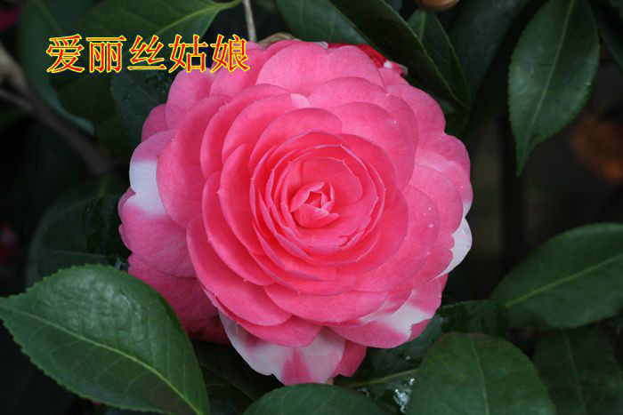 爱丽丝姑娘_金华米可苗木有限公司-米可茶花,小苗,,四