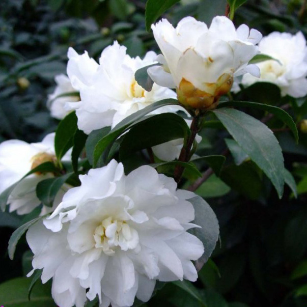 富士之峰(白芙蓉)_金华米可苗木有限公司-米可茶花